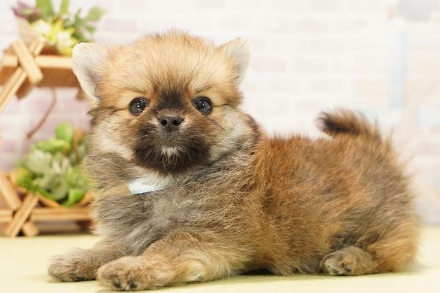 愛知県のポメチワ/チワポメ/ポメチー(ポメラニアン×チワワ) (Coo&RIKU豊橋店/2025年11月19日生まれ/男の子/オレンジ)の子犬の3枚目の画像