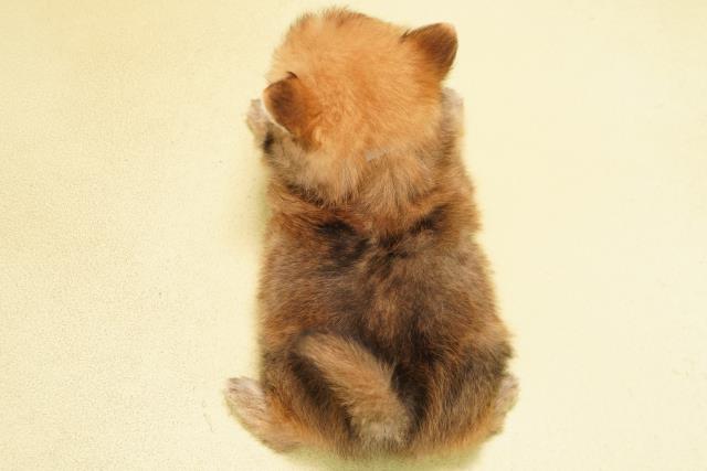 愛知県のポメチワ/チワポメ/ポメチー(ポメラニアン×チワワ) (Coo&RIKU豊橋店/2025年11月19日生まれ/男の子/オレンジ)の子犬の4枚目の画像