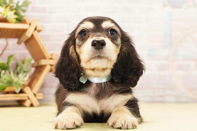 愛知県のミニチュアダックスフンド(ロング) (Coo&RIKU瀬港線守山店/2025年11月18日生まれ/男の子/ブラックイエロー)の子犬の1枚目の画像