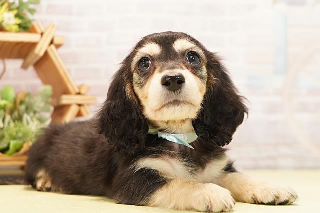 愛知県のミニチュアダックスフンド(ロング) (Coo&RIKU瀬港線守山店/2025年11月18日生まれ/男の子/ブラックイエロー)の子犬の2枚目の画像