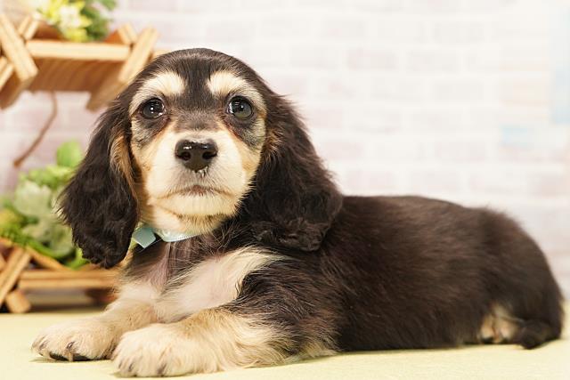 愛知県のミニチュアダックスフンド(ロング) (Coo&RIKU瀬港線守山店/2025年11月18日生まれ/男の子/ブラックイエロー)の子犬の3枚目の画像