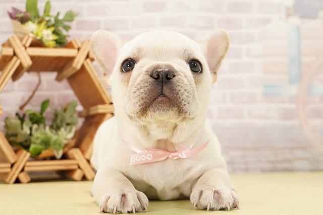 愛知県のフレンチブルドッグ (Coo&RIKU東海店/2025年11月19日生まれ/女の子/クリーム)の子犬の1枚目の画像