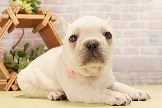 愛知県のフレンチブルドッグ (Coo&RIKU東海店/2025年11月19日生まれ/女の子/クリーム)の子犬の2枚目の画像