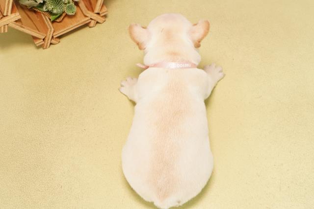 愛知県のフレンチブルドッグ (Coo&RIKU東海店/2025年11月19日生まれ/女の子/クリーム)の子犬の4枚目の画像