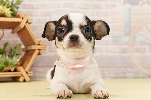 愛知県のチワワ(スムース) (Coo&RIKU東海店/2025年11月16日生まれ/女の子/ホワイトブラックタン)の子犬の1枚目の画像