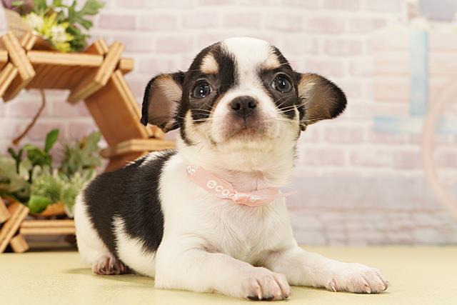 愛知県のチワワ(スムース) (Coo&RIKU東海店/2025年11月16日生まれ/女の子/ホワイトブラックタン)の子犬の2枚目の画像