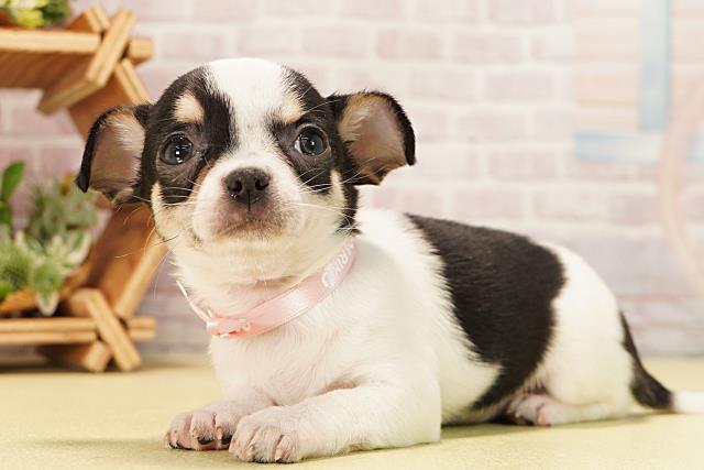 愛知県のチワワ(スムース) (Coo&RIKU東海店/2025年11月16日生まれ/女の子/ホワイトブラックタン)の子犬の3枚目の画像