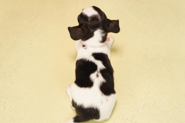 愛知県のチワワ(スムース) (Coo&RIKU東海店/2025年11月16日生まれ/女の子/ホワイトブラックタン)の子犬の4枚目の画像