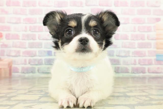 茨城県のチワワ(ロング) (Coo&RIKU石岡店/2025年11月18日生まれ/男の子/ホワイトブラックタン)の子犬の1枚目の画像