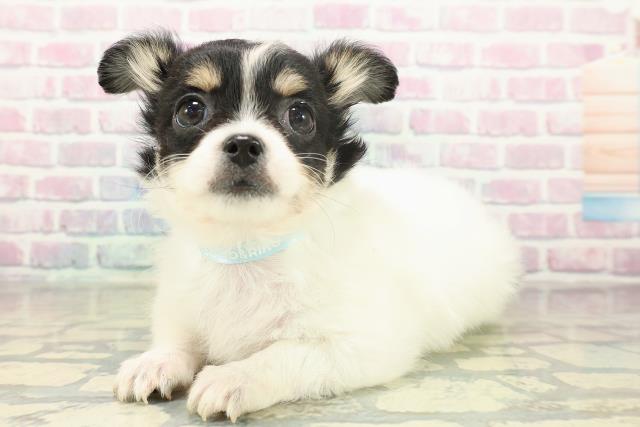 茨城県のチワワ(ロング) (Coo&RIKU石岡店/2025年11月18日生まれ/男の子/ホワイトブラックタン)の子犬の2枚目の画像