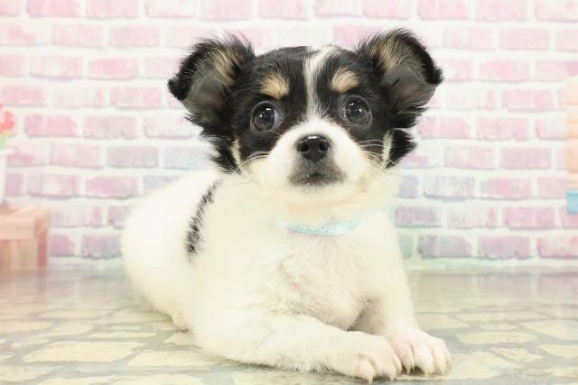 茨城県のチワワ(ロング) (Coo&RIKU石岡店/2025年11月18日生まれ/男の子/ホワイトブラックタン)の子犬の3枚目の画像