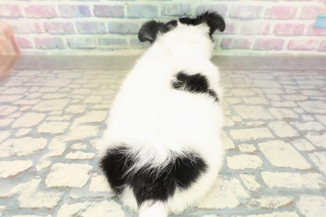 茨城県のチワワ(ロング) (Coo&RIKU石岡店/2025年11月18日生まれ/男の子/ホワイトブラックタン)の子犬の4枚目の画像