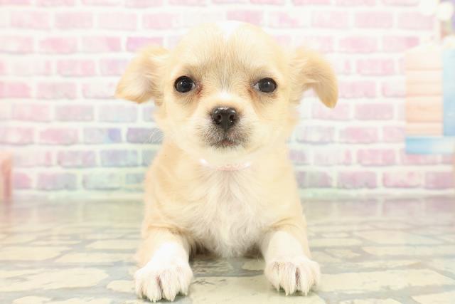 東京都のチワワ(ロング) (Coo&RIKU立川店/2025年11月18日生まれ/女の子/クリームホワイト)の子犬の1枚目の画像