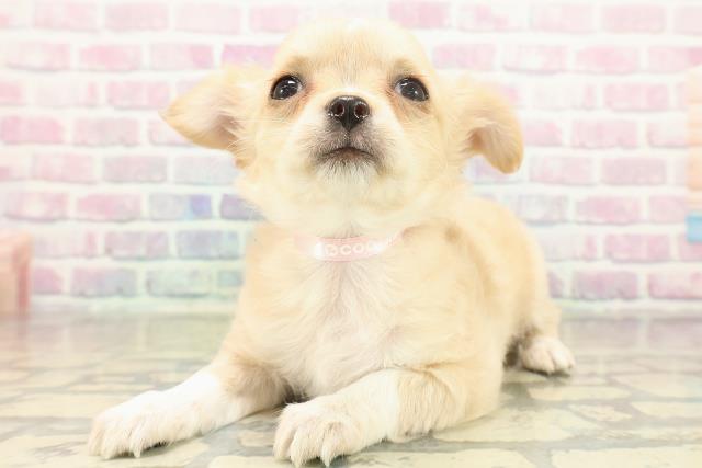 東京都のチワワ(ロング) (Coo&RIKU立川店/2025年11月18日生まれ/女の子/クリームホワイト)の子犬の2枚目の画像