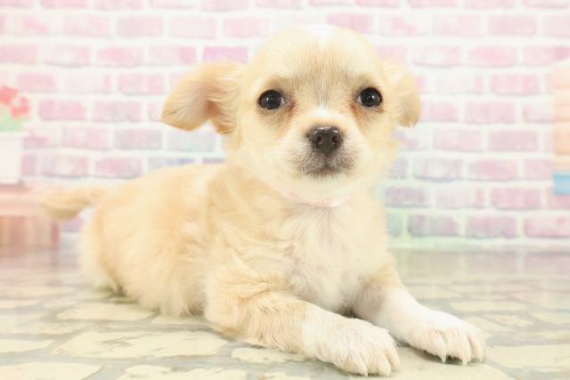 東京都のチワワ(ロング) (Coo&RIKU立川店/2025年11月18日生まれ/女の子/クリームホワイト)の子犬の3枚目の画像