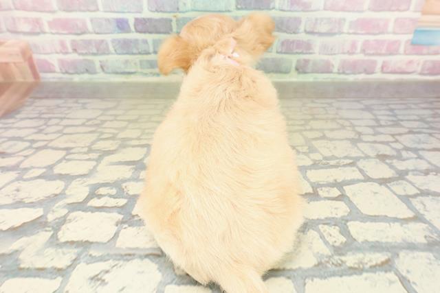 東京都のチワワ(ロング) (Coo&RIKU立川店/2025年11月18日生まれ/女の子/クリームホワイト)の子犬の4枚目の画像