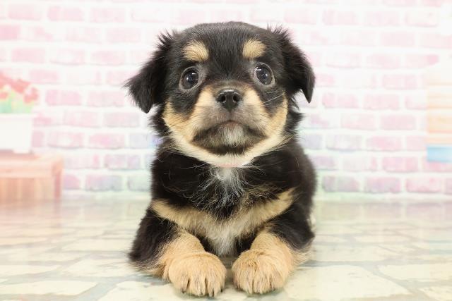 神奈川県のチワワ(ロング) (Coo&RIKU江の島店/2025年11月18日生まれ/女の子/ブラックタンホワイト)の子犬の1枚目の画像