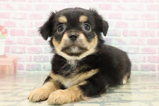 神奈川県のチワワ(ロング) (Coo&RIKU江の島店/2025年11月18日生まれ/女の子/ブラックタンホワイト)の子犬の2枚目の画像