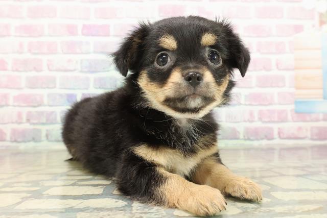 神奈川県のチワワ(ロング) (Coo&RIKU江の島店/2025年11月18日生まれ/女の子/ブラックタンホワイト)の子犬の3枚目の画像