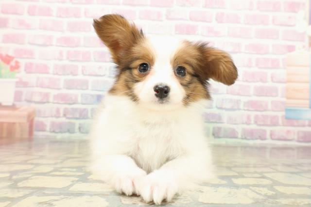 神奈川県のパピヨン (Coo&RIKU秦野店/2025年11月14日生まれ/男の子/ホワイトブラウン)の子犬の1枚目の画像