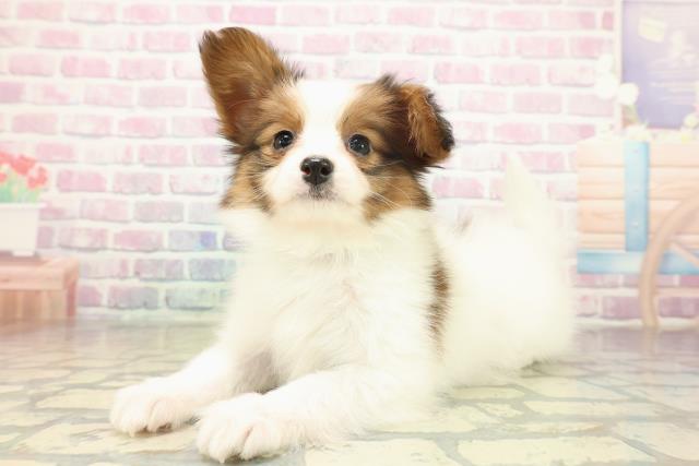 神奈川県のパピヨン (Coo&RIKU秦野店/2025年11月14日生まれ/男の子/ホワイトブラウン)の子犬の2枚目の画像