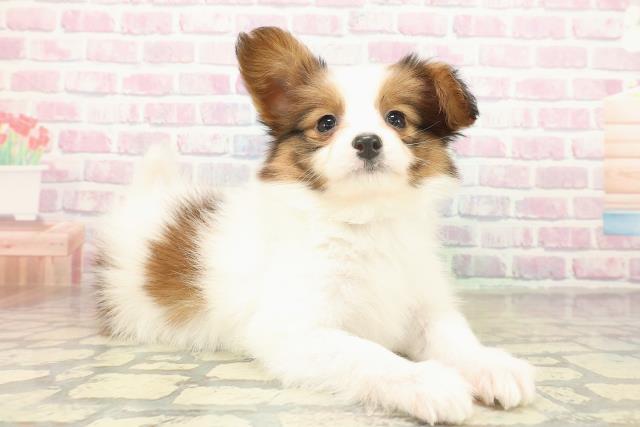 神奈川県のパピヨン (Coo&RIKU秦野店/2025年11月14日生まれ/男の子/ホワイトブラウン)の子犬の3枚目の画像