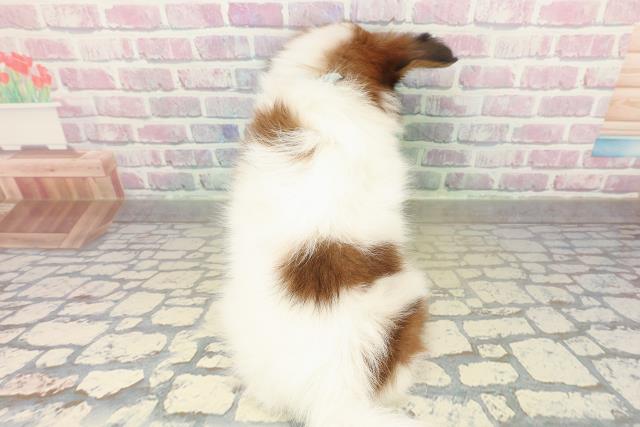 神奈川県のパピヨン (Coo&RIKU秦野店/2025年11月14日生まれ/男の子/ホワイトブラウン)の子犬の4枚目の画像