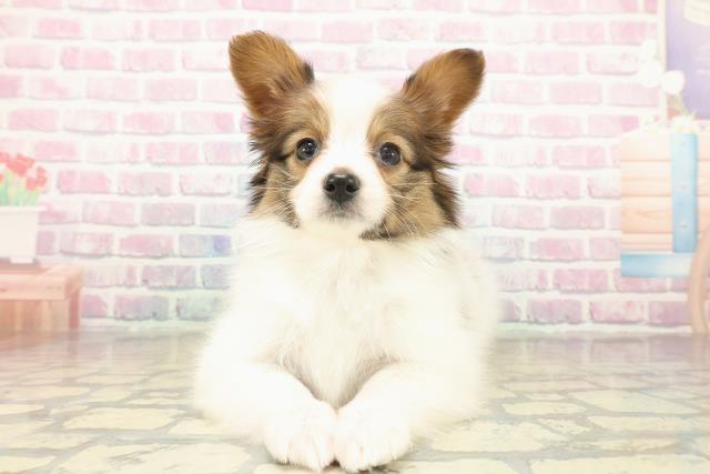 神奈川県のパピヨン (Coo&RIKU横須賀店/2025年11月14日生まれ/女の子/ホワイトブラウン)の子犬の1枚目の画像