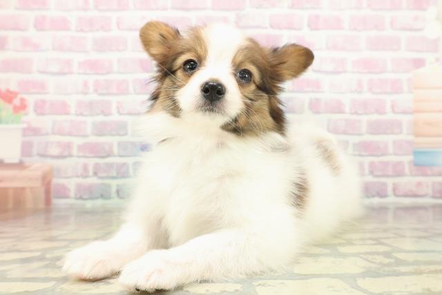 神奈川県のパピヨン (Coo&RIKU横須賀店/2025年11月14日生まれ/女の子/ホワイトブラウン)の子犬の2枚目の画像