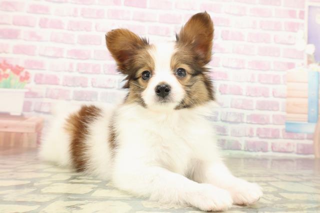 神奈川県のパピヨン (Coo&RIKU横須賀店/2025年11月14日生まれ/女の子/ホワイトブラウン)の子犬の3枚目の画像