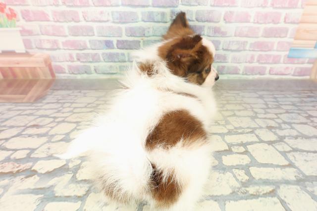 神奈川県のパピヨン (Coo&RIKU横須賀店/2025年11月14日生まれ/女の子/ホワイトブラウン)の子犬の4枚目の画像