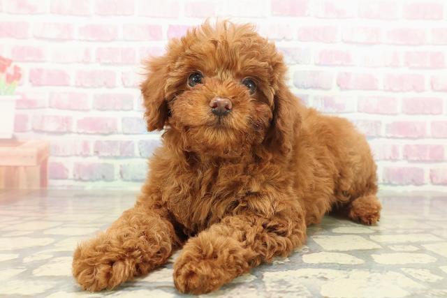 東京都のトイプードル(トイ) (Coo&RIKU立川店/2025年11月16日生まれ/男の子/レッド)の子犬の2枚目の画像