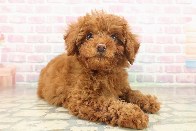 東京都のトイプードル(トイ) (Coo&RIKU立川店/2025年11月16日生まれ/男の子/レッド)の子犬の3枚目の画像