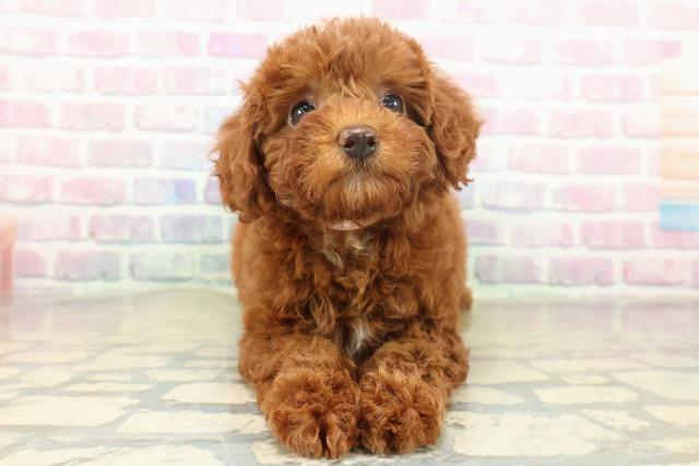 神奈川県のトイプードル(トイ) (Coo&RIKU横須賀店/2025年11月16日生まれ/女の子/レッド)の子犬の1枚目の画像