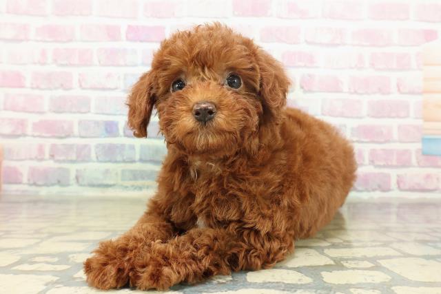 神奈川県のトイプードル(トイ) (Coo&RIKU横須賀店/2025年11月16日生まれ/女の子/レッド)の子犬の2枚目の画像