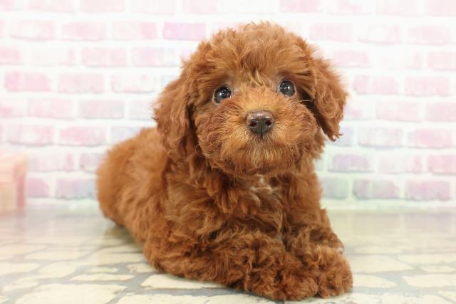 神奈川県のトイプードル(トイ) (Coo&RIKU横須賀店/2025年11月16日生まれ/女の子/レッド)の子犬の3枚目の画像