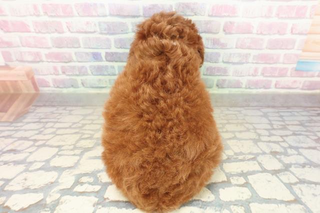 神奈川県のトイプードル(トイ) (Coo&RIKU横須賀店/2025年11月16日生まれ/女の子/レッド)の子犬の4枚目の画像