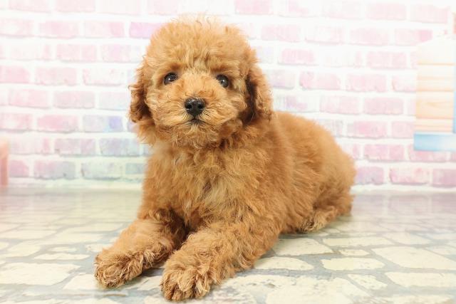 栃木県のトイプードル(トイ) (Coo&RIKU小山店/2025年11月16日生まれ/女の子/レッド)の子犬の2枚目の画像