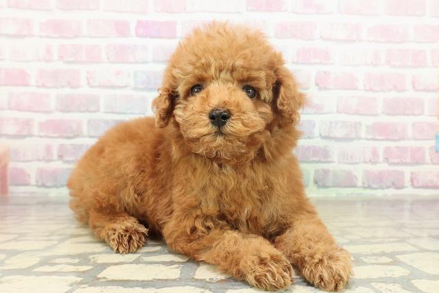 栃木県のトイプードル(トイ) (Coo&RIKU小山店/2025年11月16日生まれ/女の子/レッド)の子犬の3枚目の画像