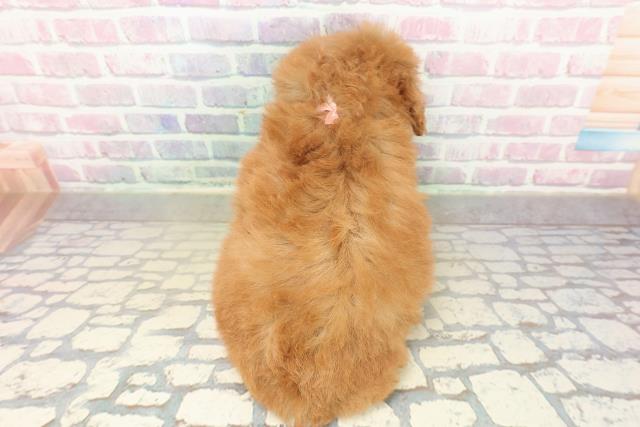 栃木県のトイプードル(トイ) (Coo&RIKU小山店/2025年11月16日生まれ/女の子/レッド)の子犬の4枚目の画像