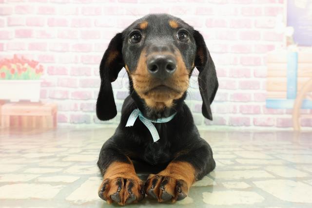 神奈川県のスタンダードダックスフンド(スムース) (Coo&RIKU平塚店/2025年11月10日生まれ/男の子/ブラックタン)の子犬の1枚目の画像