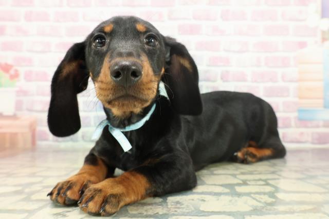 神奈川県のスタンダードダックスフンド(スムース) (Coo&RIKU平塚店/2025年11月10日生まれ/男の子/ブラックタン)の子犬の2枚目の画像