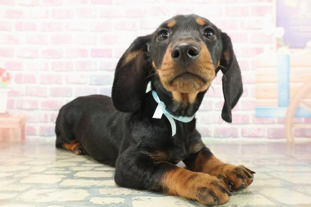 神奈川県のスタンダードダックスフンド(スムース) (Coo&RIKU平塚店/2025年11月10日生まれ/男の子/ブラックタン)の子犬の3枚目の画像