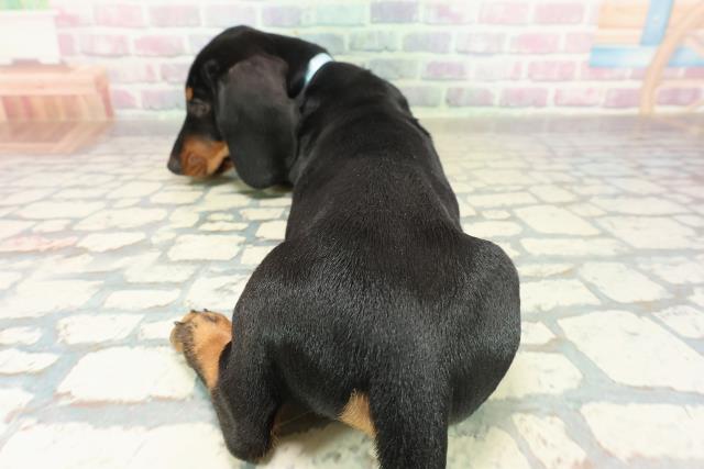 神奈川県のスタンダードダックスフンド(スムース) (Coo&RIKU平塚店/2025年11月10日生まれ/男の子/ブラックタン)の子犬の4枚目の画像