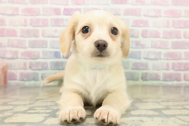 神奈川県のチワックス(チワワ×ダックス) (Coo&RIKU藤沢店/2025年11月19日生まれ/男の子/クリームホワイト)の子犬