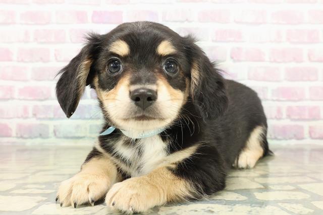 神奈川県のチワックス(チワワ×ダックス) (Coo&RIKU小田原店/2025年11月19日生まれ/男の子/ブラッククリーム)の子犬の2枚目の画像