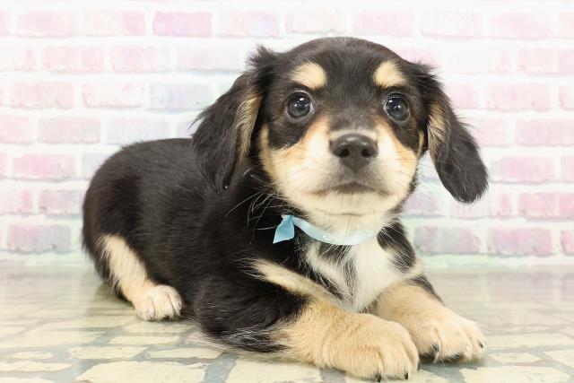 神奈川県のチワックス(チワワ×ダックス) (Coo&RIKU小田原店/2025年11月19日生まれ/男の子/ブラッククリーム)の子犬の3枚目の画像