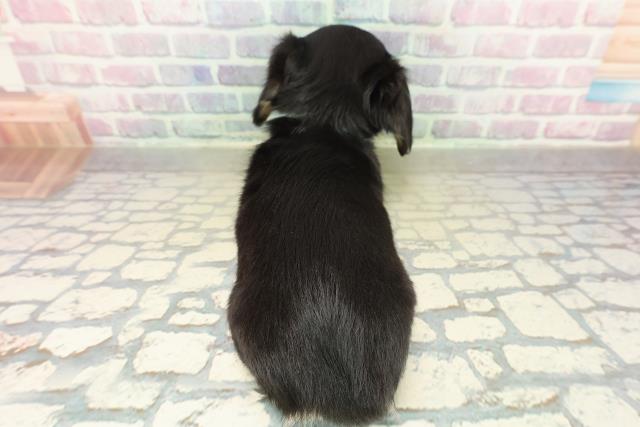 神奈川県のチワックス(チワワ×ダックス) (Coo&RIKU小田原店/2025年11月19日生まれ/男の子/ブラッククリーム)の子犬の4枚目の画像