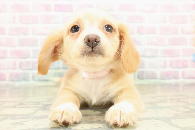 神奈川県のチワックス(チワワ×ダックス) (Coo&RIKU藤沢店/2025年11月19日生まれ/女の子/クリームホワイト)の子犬