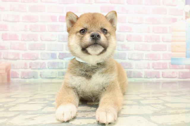 栃木県の豆柴 (Coo&RIKUFKDインターパーク店/2025年11月17日生まれ/男の子/赤)の子犬の1枚目の画像